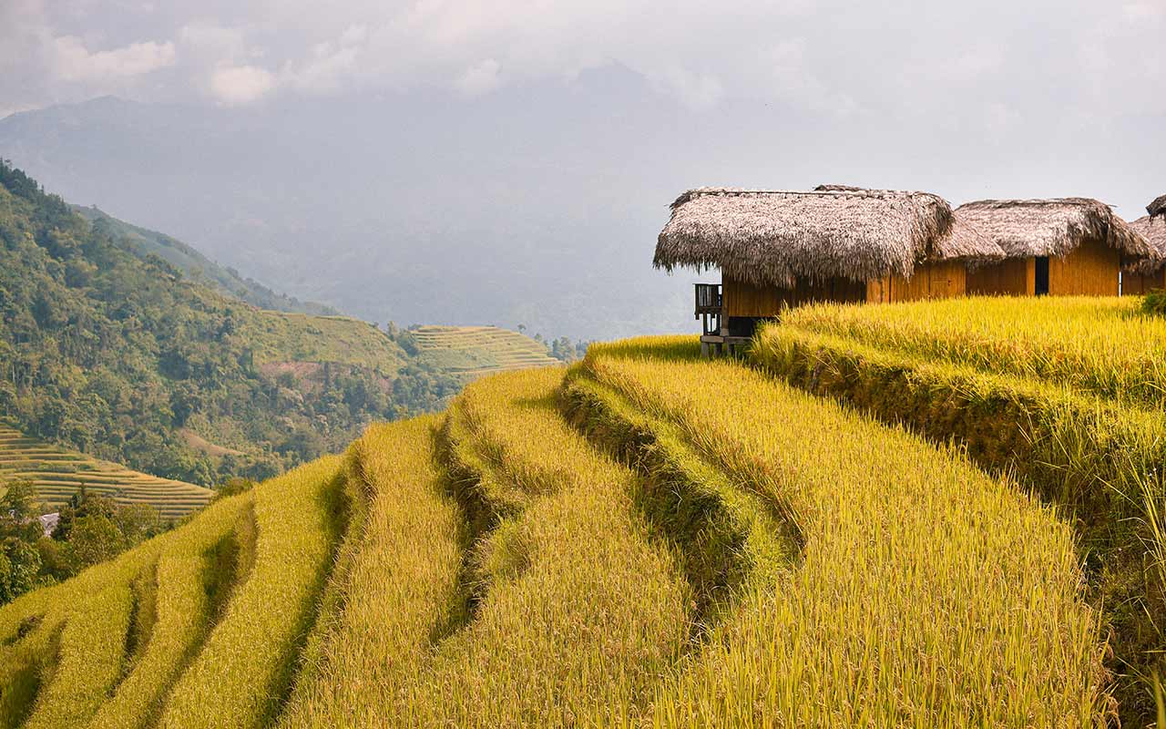 Descubre los campos de arroz en terrazas en tu Viaje a Vietnam
